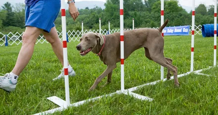 image of dog training